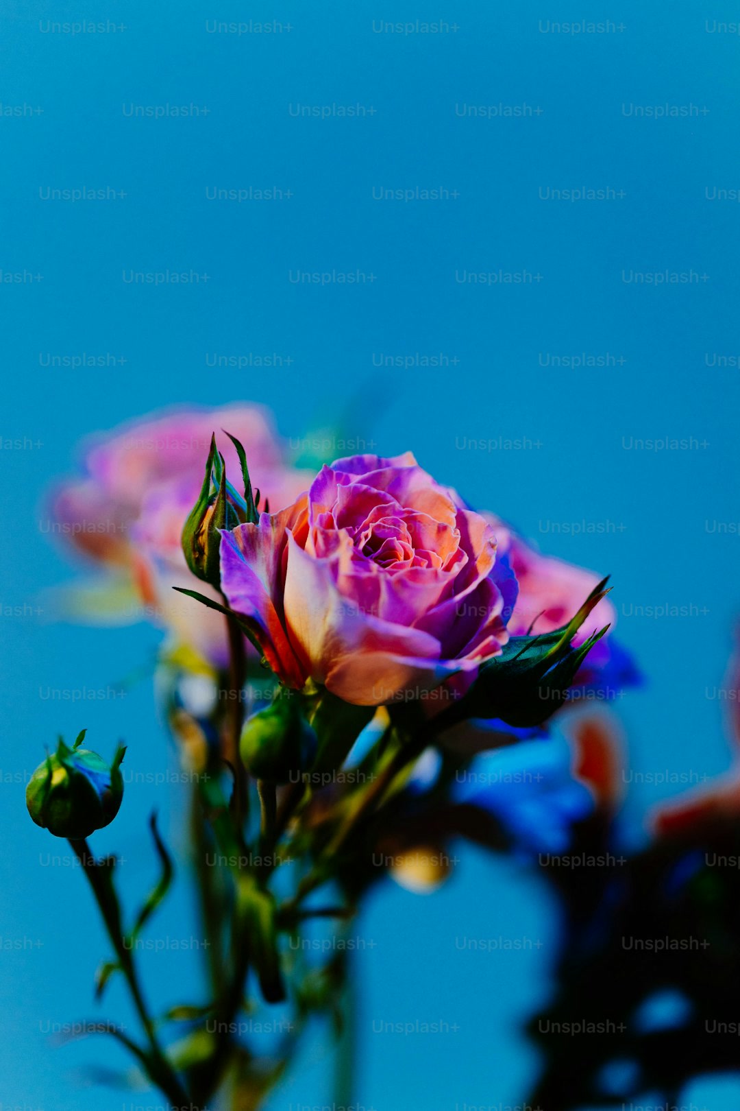 Finished floral coloring page showing a detailed rose with layered red and pink petals, green leaves with visible veins, dew drops highlighted in white, professional-looking botanical coloring result, colored pencils arranged nearby, warm studio lighting, flat lay photography