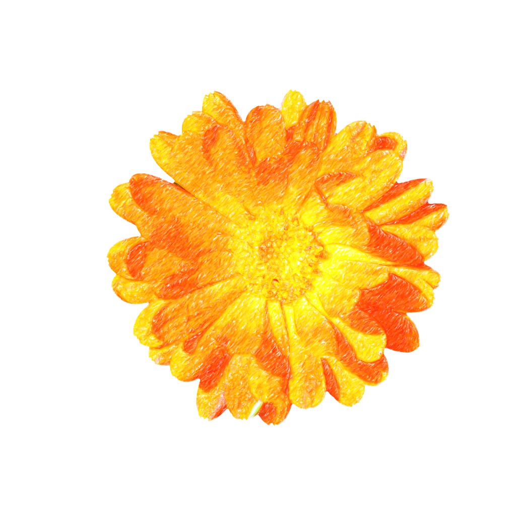 Colored pencil drawing of an orange flower on white paper